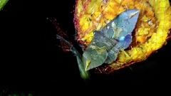 Ischyja ferrifracta