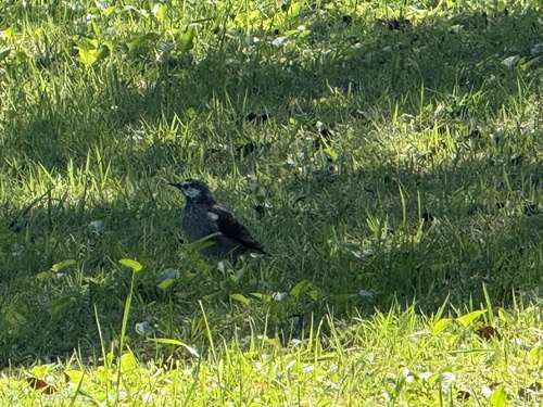 White-cheeked Starling