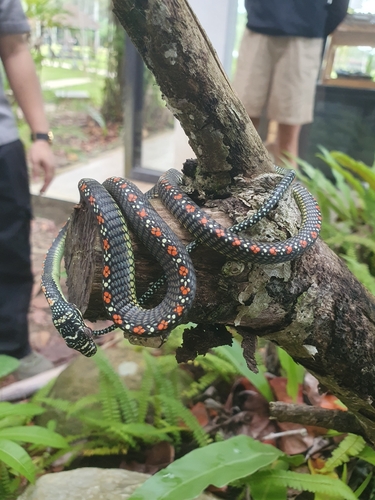 Paradise Flying Snake