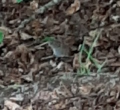 Clethrionomys glareolus