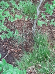 Clethrionomys glareolus