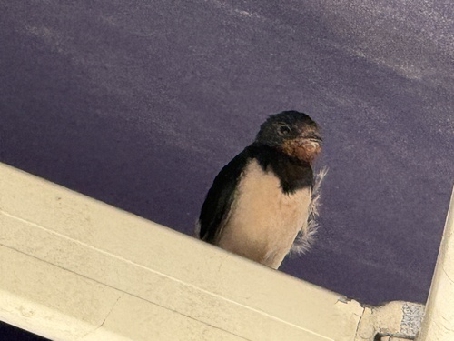 Barn Swallow