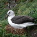 Albatros Cabeza Gris - Photo (c) eliegaget, algunos derechos reservados (CC BY-NC), uploaded by eliegaget