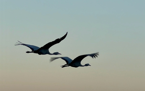 iNaturalist image