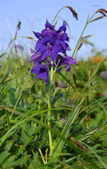 Delphinium brachycentrum