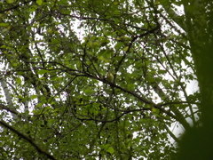Phylloscopus sibilatrix