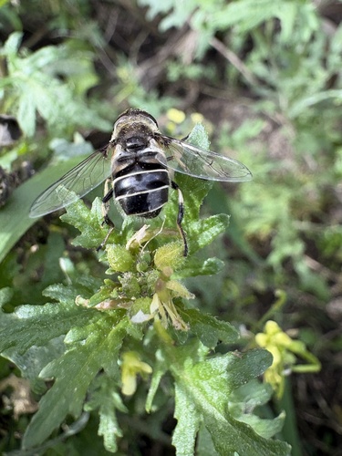 Black-shouldered Drone Fly