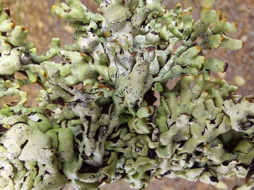 Hypogymnia enteromorpha observed 2026-10-06