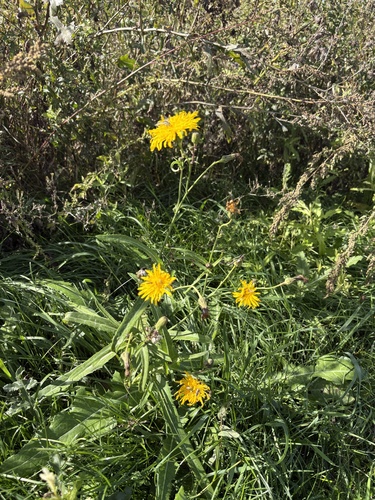 Perennial Sow Thistle