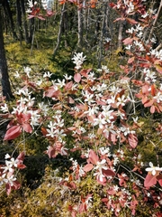 Amelanchier × lamarckii