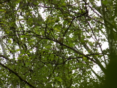 Phylloscopus sibilatrix