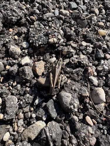 Two-striped Grasshopper