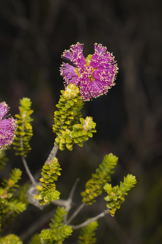 Melaleuca porphyrocephala, 2026-10-01