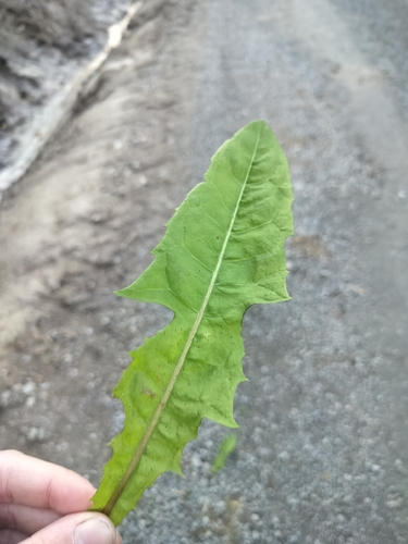 common dandelion