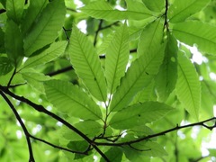 Castanea crenata