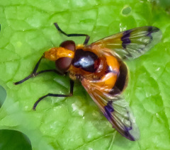Volucella inflata