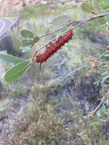 Oslar's Oakworm Moth