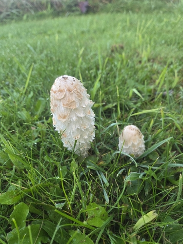 Shaggy Mane