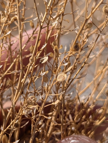 Hairypod Pepperweed