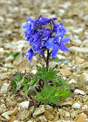 Delphinium brachycentrum