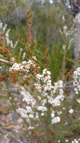 Taxandria parviceps, 2026-10-07