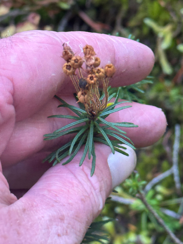 Phyllodoce empetriformis observed 2026-10-06