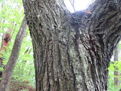 Castanea crenata