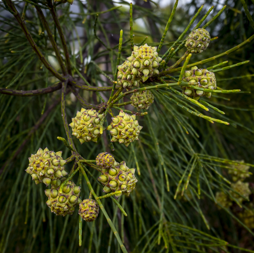 Gymnostoma deplancheanum observed 2026-09-12