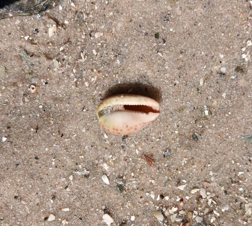Notocypraea comptonii observed 2026-10-07