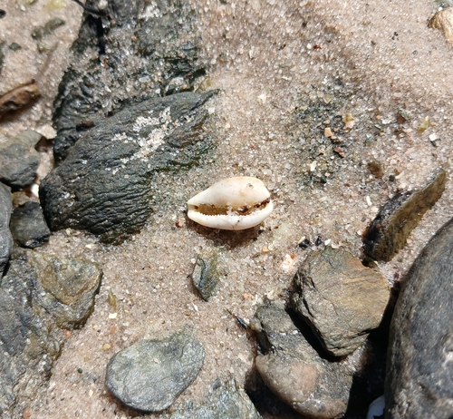 Notocypraea piperita observed 2026-10-07