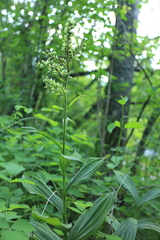 Veratrum lobelianum