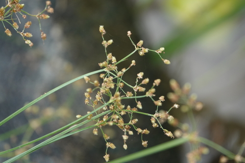 Fimbristylis littoralis observed 2026-10-05