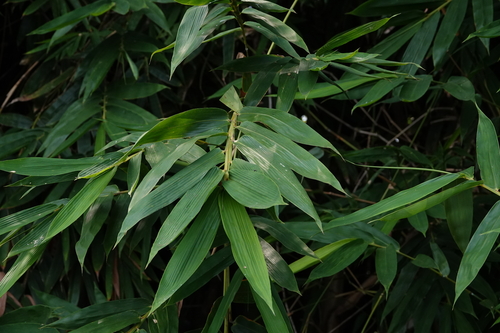 Dendrocalamus latiflorus observed 2026-10-05