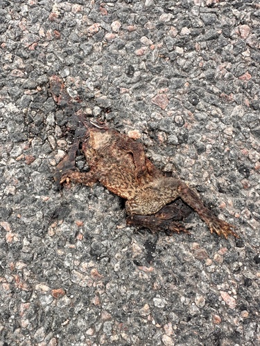 European Toad