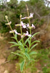 Syncolostemon canescens