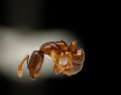 Hypoponera punctatissima observed 2026-09-25