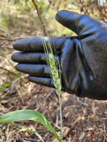 Triticum aestivum observed 2026-10-07