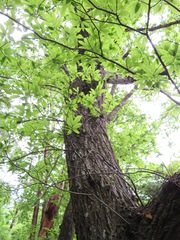 Castanea crenata