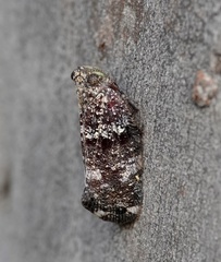 Lophopinae