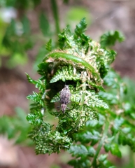Polydrusus pilosus