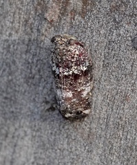 Lophopinae