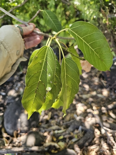 Ficus virens observed 2026-10-07