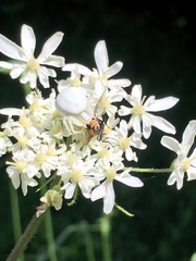 Misumena vatia
