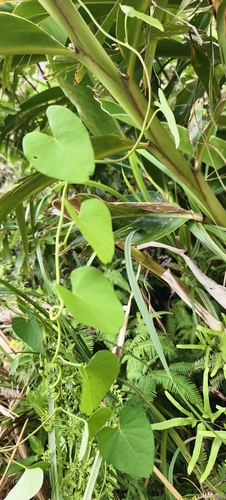 Ipomoea littoralis observed 2026-10-07