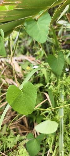 Ipomoea littoralis observed 2026-10-07
