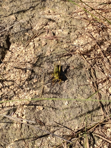 Large Green Grasshopper