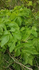 Angelica archangelica