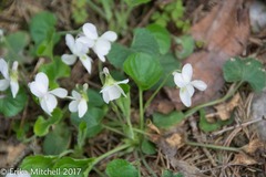 Viola pallens