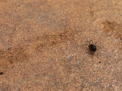 Araneae