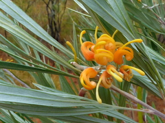 Grevillea refracta